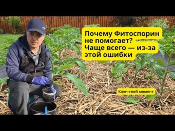 Фитоспорин разводят НЕ правильно большинство огородников!