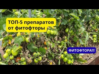 Какими препаратами спасаем томаты от фитофторы.
