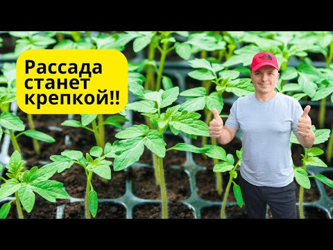 Сделайте ЭТО сразу после появления всходов на рассаде томатов! Сделайте ЭТО сразу после появления всходов на рассаде томатов!