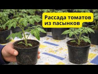 Делаем много бесплатной рассады томатов из пасынков.