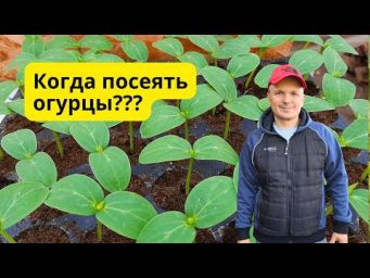 Когда сеять огурцы на рассаду- точные сроки посева семян.
