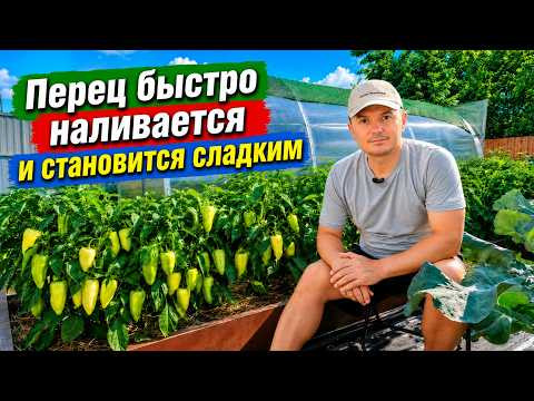 Перец моментально начинает наливаться на глазах- нужная подкормка! Перец моментально начинает наливаться на глазах- нужная подкормка!