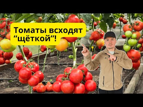 Лучший способ посева томатов для дружного прорастания! Лучший способ посева томатов для дружного прорастания!