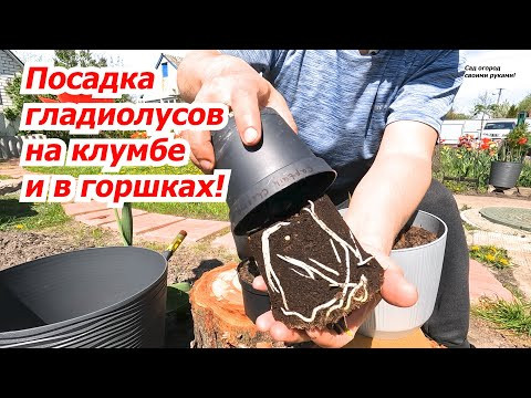 Всё о посадке гладиолусов на клумбу и в горшок!