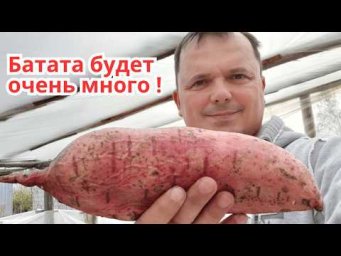Размножаем рассаду батата- черенкование посадочного материала!
