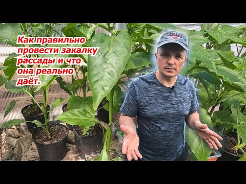 Проведите закалку рассады перед высадкой- это реально работает! Проведите закалку рассады перед высадкой- это реально работает!