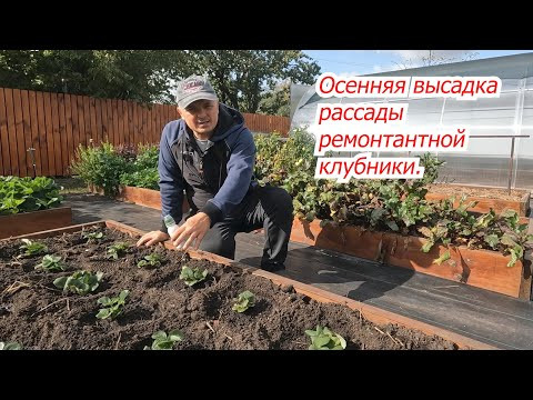 Осенняя посадка клубники- все тонкости и нюансы.