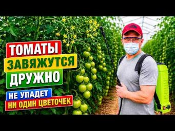 Помидоры и сладкий перец будут просто ломиться от урожая- всего одна обработка!