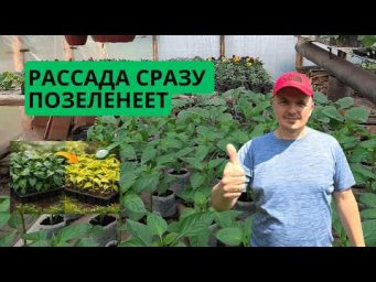 Рассада перца мгновенно становится зелёной и крепкой! Секретная подкормка.