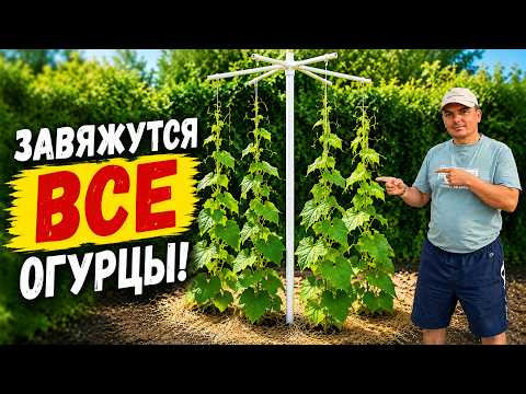 Огурцы в открытом грунте- не отвалится ни одна завязь! Всё что нужно.