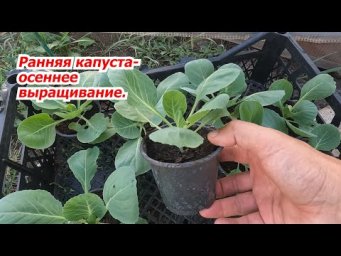 Выращивание ранней капусты осенью- это просто и выгодно! Высаживаем рассаду.