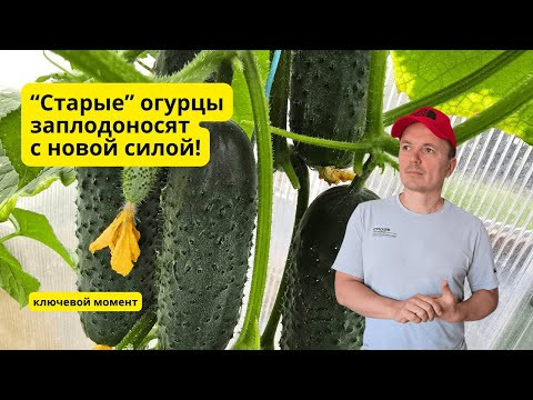 Огурцы снова активно плодоносят и дают богатый урожай!