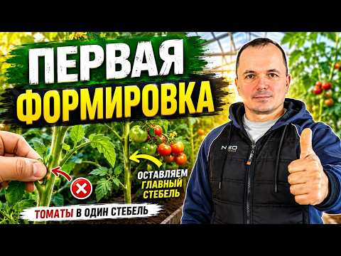 Первая формировка высокорослых томатов в теплице- убираем лишнее. Первая формировка высокорослых томатов в теплице- убираем лишнее.