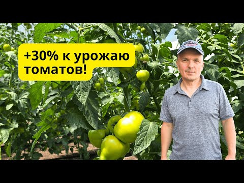 Главная ошибка на томатах: эти 2 листа нельзя трогать! Главная ошибка на томатах: эти 2 листа нельзя трогать!