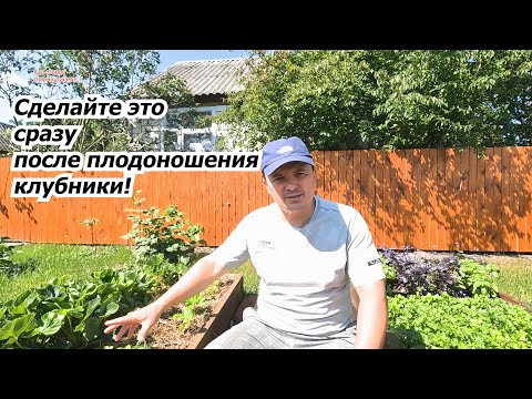 Сделайте это с клубникой сразу же после плодоношения. Сделайте это с клубникой сразу же после плодоношения.