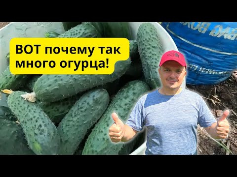 Собираю полные вёдра огурцов после этой подкормки!