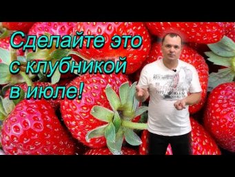 Что делать с клубникой после плодоношения- пять полезных советов.
