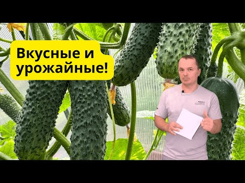 Два урожайных и вкусных огурца- советую попробовать вырастить! Два урожайных и вкусных огурца- советую попробовать вырастить!