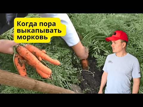Не копайте морковь раньше времени! Точные признаки!