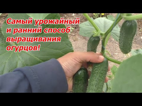 Попробуйте вырастить ТАК хотя бы несколько кустов огурца! Попробуйте вырастить ТАК хотя бы несколько кустов огурца!