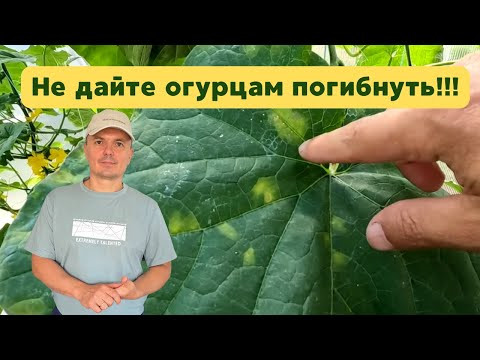 Пероноспороз на огурцах: что делать, чтобы растения не погибли. Пероноспороз на огурцах: что делать, чтобы растения не погибли.