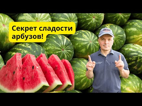 Арбузы всегда вырастают крупными и сладкими, как мармелад. Арбузы всегда вырастают крупными и сладкими, как мармелад.