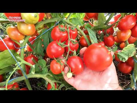 Этот низкорослый томат нас удивил! Каста- урожай и вкус просто супер! Этот низкорослый томат нас удивил! Каста- урожай и вкус просто супер!
