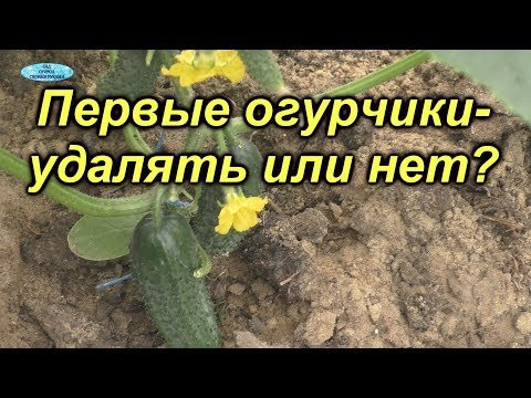 Удалять или нет первые огурчики? Урожай повышается в РАЗЫ! Удалять или нет первые огурчики? Урожай повышается в РАЗЫ!