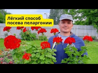 Сеем пеларгонию- всегда быстрые и дружные всходы!