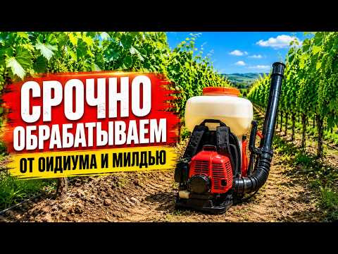 Срочная защита винограда от оидиума и милдью. Архивное видео за 2017 год Срочная защита винограда от оидиума и милдью. Архивное видео за 2017 год