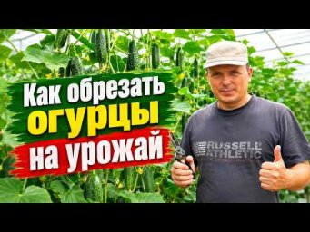 Уникальный способ формирования огурцов на увеличение урожая!