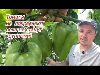 Вот что будет с томатами, если их во-время не подкормить!