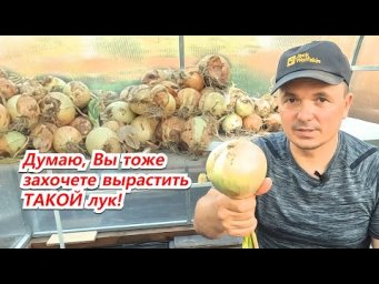 В следующем году обязательно тоже попробуйте вырастить такой лук!