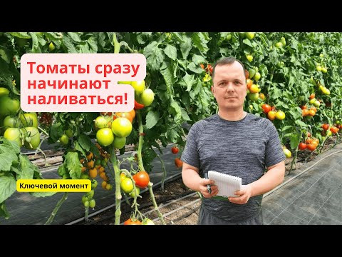 Плоды на томатах будут наливаться с удвоенной силой- чем подкормить.