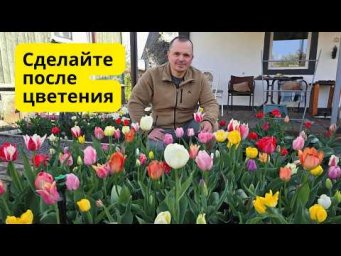 Что делать с тюльпанами после цветения: не спешите выкапывать!