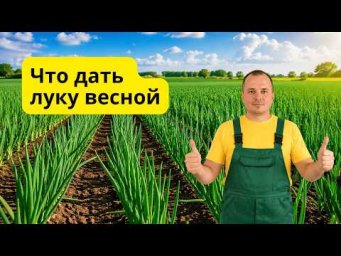 Лук быстро станет сочно-зелёным после этой простейшей подкормки!