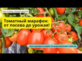 Томатный марофон- все видео о выращивании томатов за сезон в ОДНОМ видео.