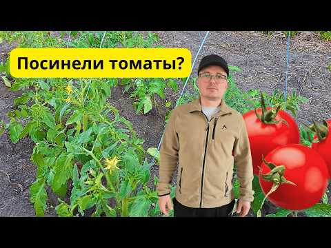 Томаты посинели после высадки? Как вернуть им зелёный цвет листьев. Томаты посинели после высадки? Как вернуть им зелёный цвет листьев.
