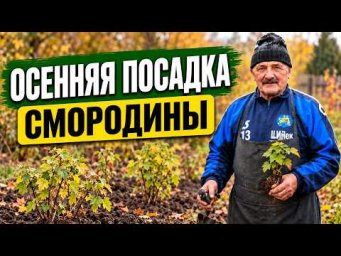Посадка чёрной смородины осенью. Как сделать всё правильно?