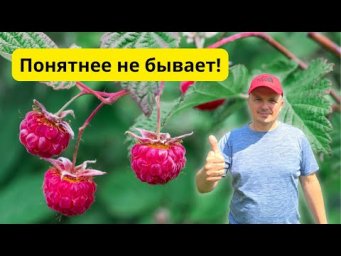 Обрезка ремонтантной малины на зиму: 2  разных способа.