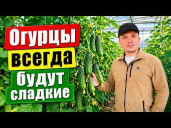 Вырастают огурцы с горечью? Как этого избежать и всегда быть со сладкими огурчиками.