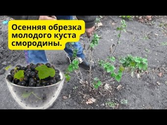 Обрезка молодого куста смородины &mdash; важный шаг к урожаю.
