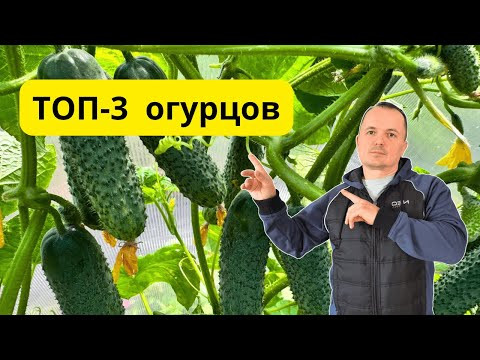 Эти огурцы не подводят! Ранние, урожайные, проверенные