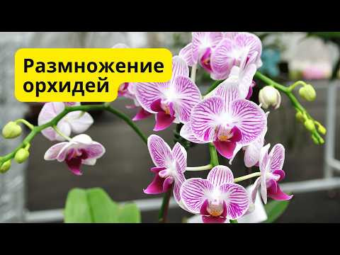 Как размножить орхидею- очень простой и эффективный способ! Как размножить орхидею- очень простой и эффективный способ!