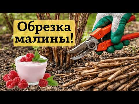 Весенняя обрезка ремонтантной малины — залог большого урожая сладких ягод! Весенняя обрезка ремонтантной малины — залог большого урожая сладких ягод!
