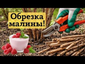 Весенняя обрезка ремонтантной малины &mdash; залог  большого урожая сладких ягод!