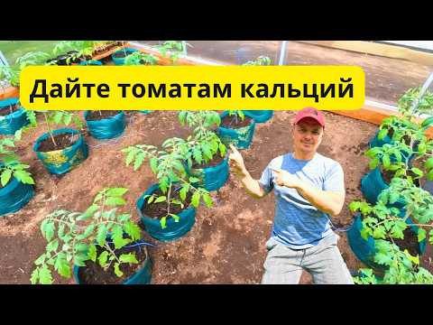 Кальциевая подкормка томатов после высадки: защита от вершинной гнили