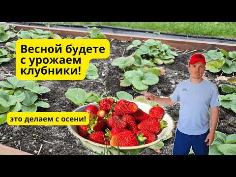 Без этого клубнике осенью никак- не затягивайте!