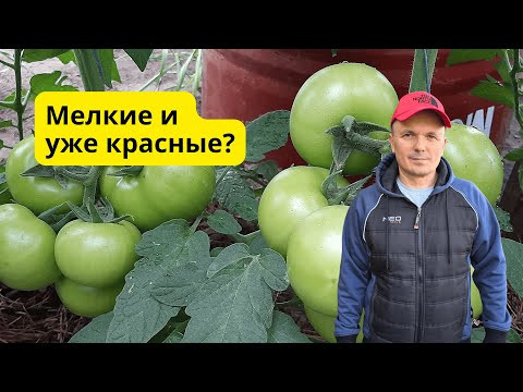 Почему томаты краснеют, но остаются мелкими? Вот в чём причина!