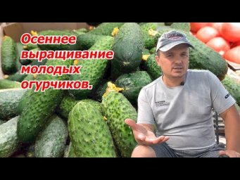 Огурцы в сентябре? Легко! Наш опыт.